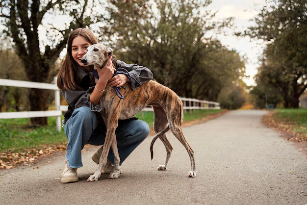 Greyhound enjoying an outing