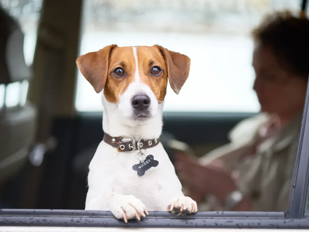 Dog riding safely in a car