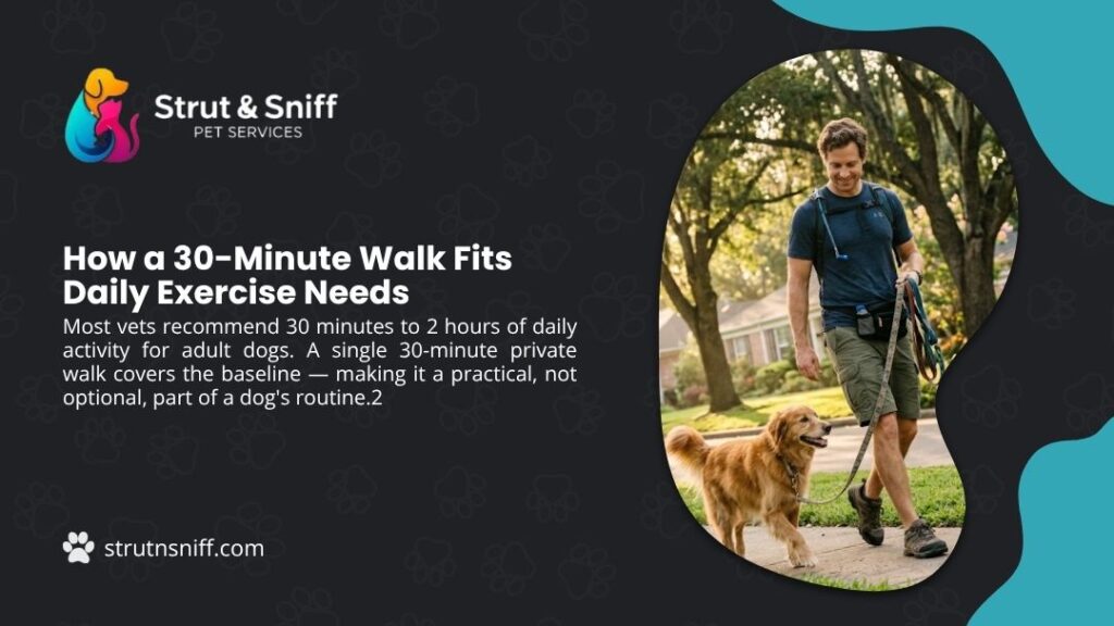Man walking happy Golden Retriever on leash in park, with headline "How a 30-Minute Walk Fits Daily Exercise Needs" by Strut & Sniff Pet Services.