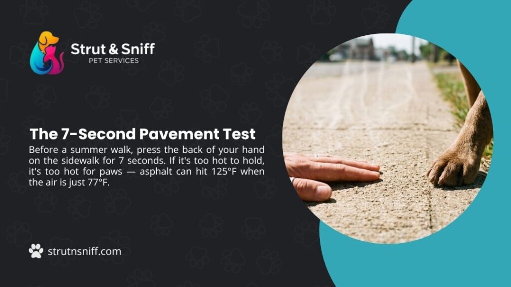 Human hand and dog paw on hot pavement for temperature test, with headline "The 7-Second Pavement Test" by Strut & Sniff Pet Services.