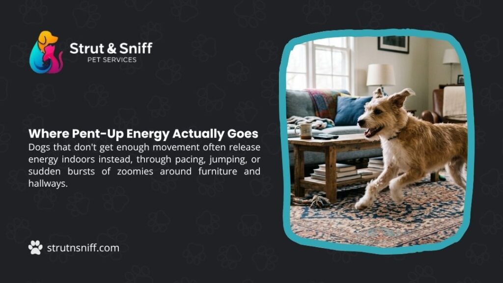 Energetic dog zooming across living room rug indoors, with headline "Where Pent-Up Energy Actually Goes" by Strut & Sniff Pet Services.