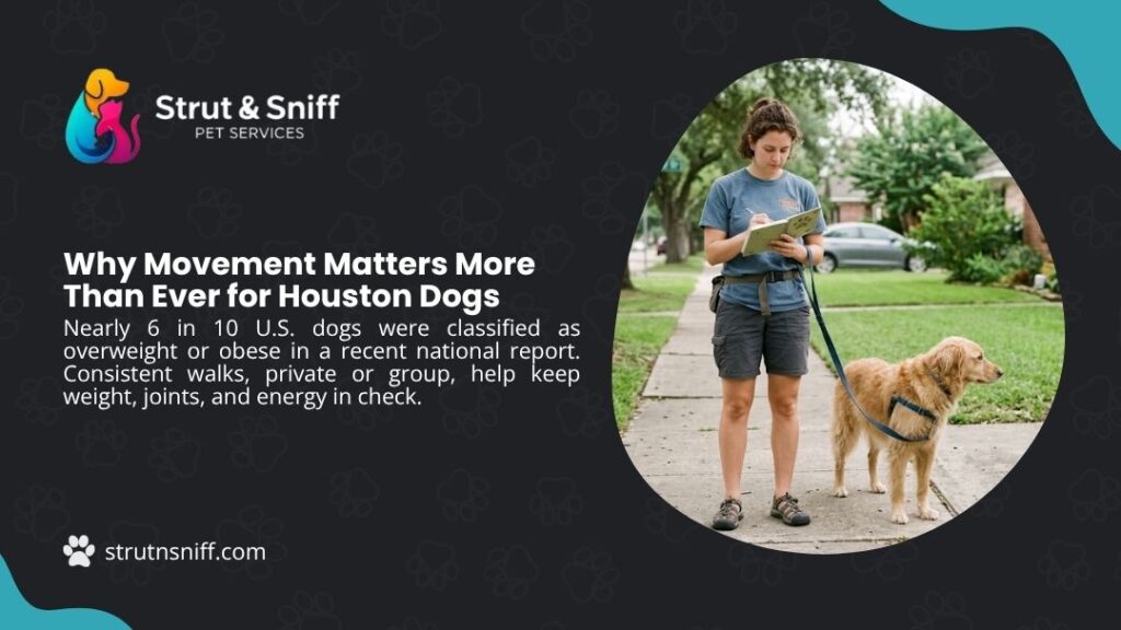 Dog walker with Golden Retriever on sidewalk noting something in notebook, with headline "Why Movement Matters More Than Ever for Houston Dogs" by Strut & Sniff Pet Services.