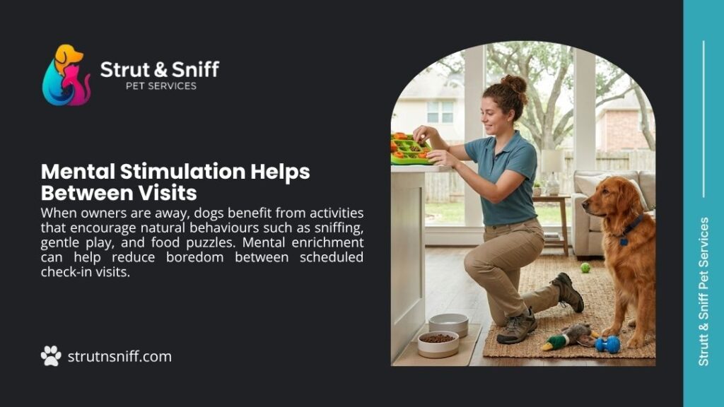 Pet sitter setting up food puzzle for Golden Retriever to provide mental stimulation between visits by Strut & Sniff Pet Services.