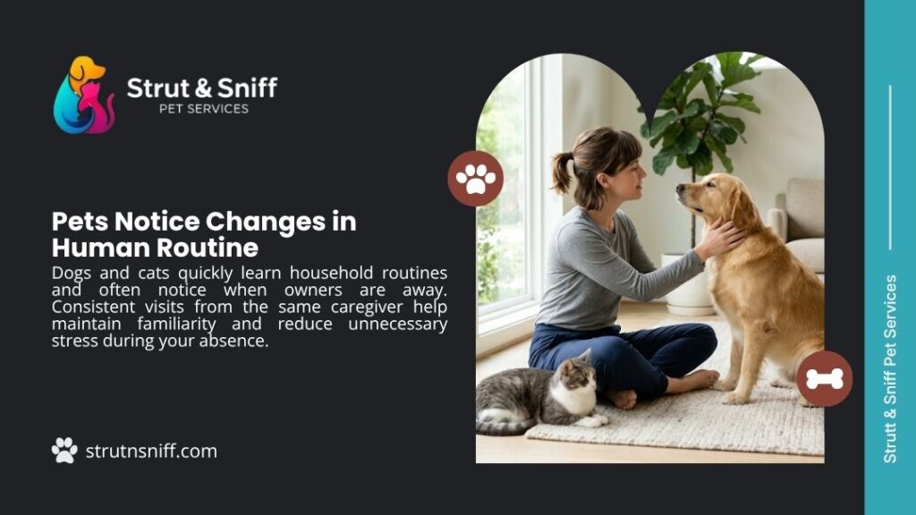Pet sitter bonding with dog and cat at home to maintain routine and reduce stress by Strut & Sniff Pet Services