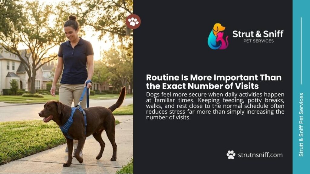 Dog walker leading chocolate Labrador on sidewalk for consistent daily routine by Strut & Sniff Pet Services.