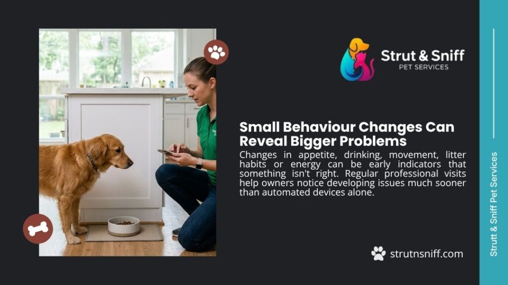 Pet sitter checking phone while observing Golden Retriever near food bowl for early behaviour change detection by Strut & Sniff Pet Services.