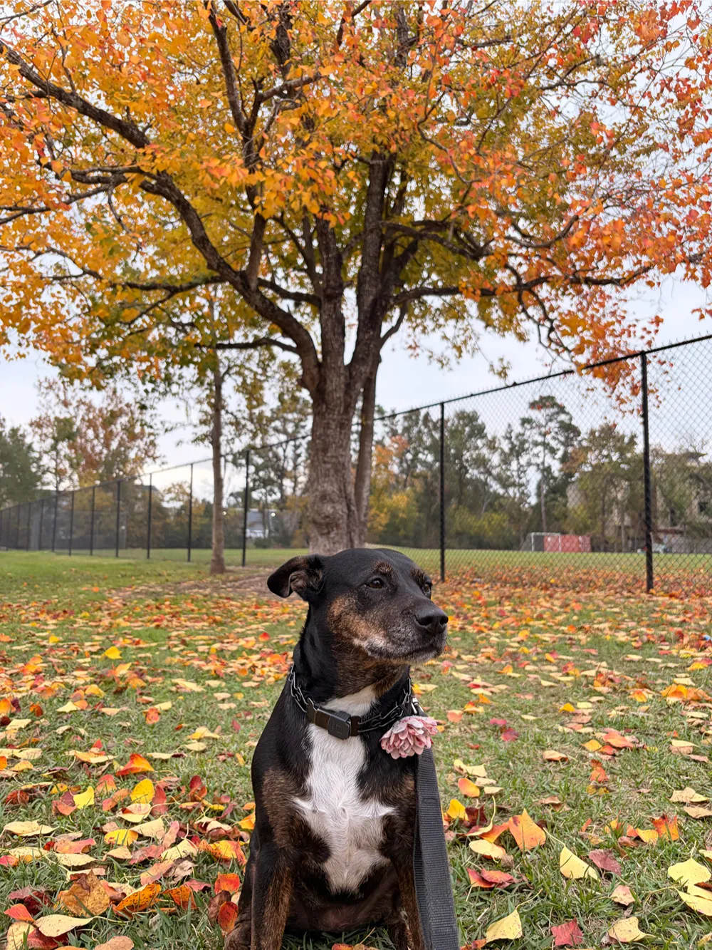 Black and tan dog with a flower collar accent sitting beneath a vivid orange autumn tree in a fenced park