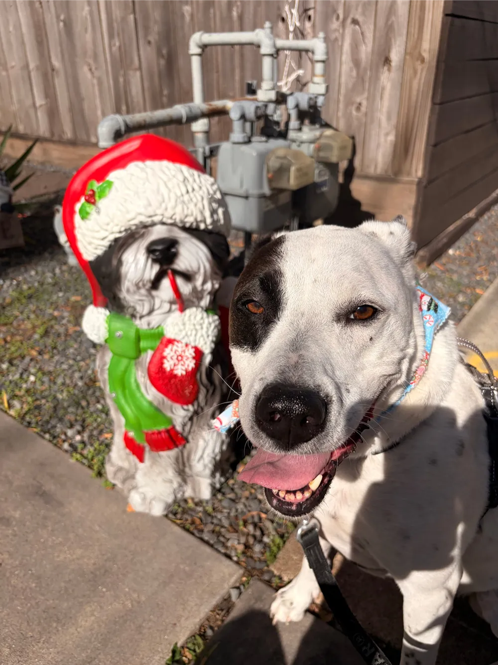 Black and white dog with holiday bandana posing beside a Christmas-themed dog statue in a backyard