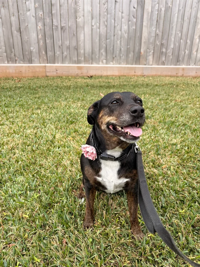 Smiling black and tan dog sitting on green grass
